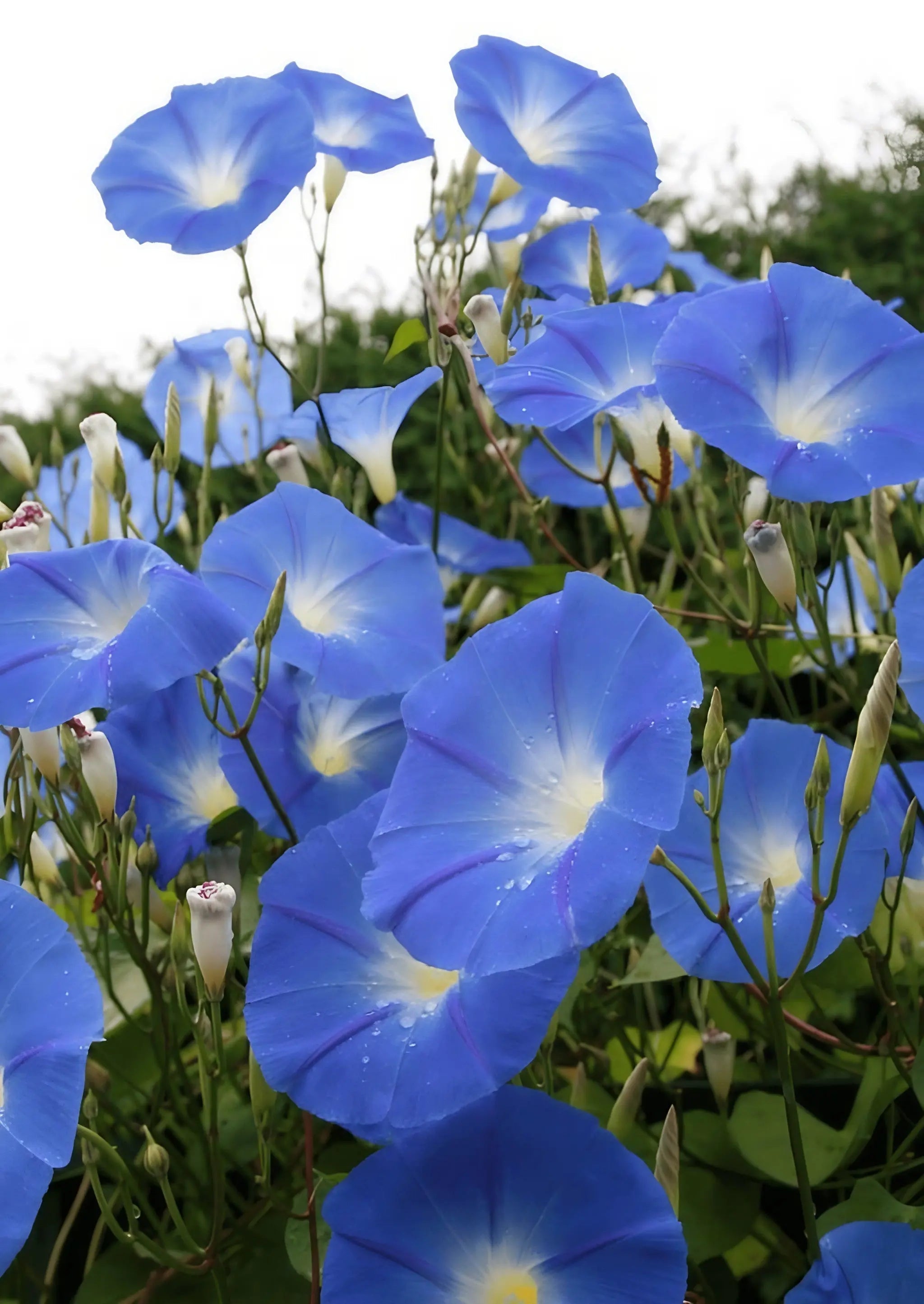 Ipomoea Heavenly Blue - REGN