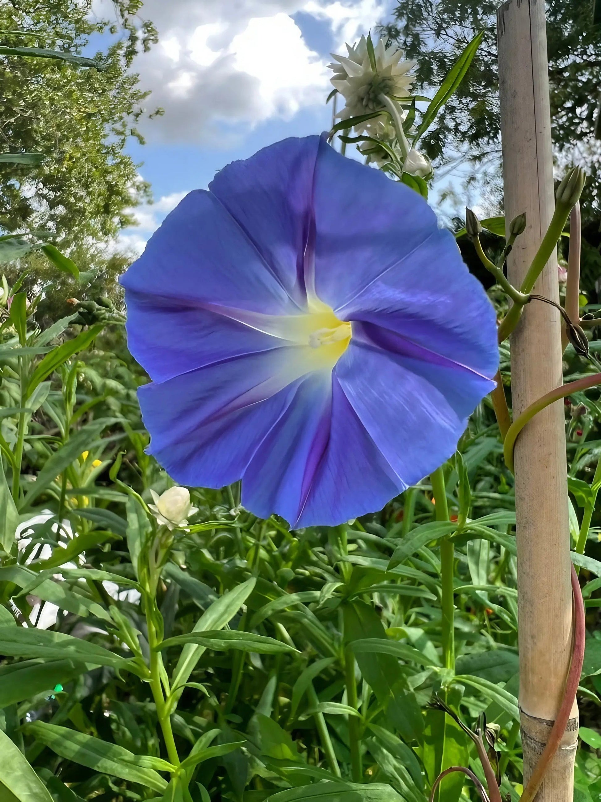 Ipomoea Heavenly Blue - REGN