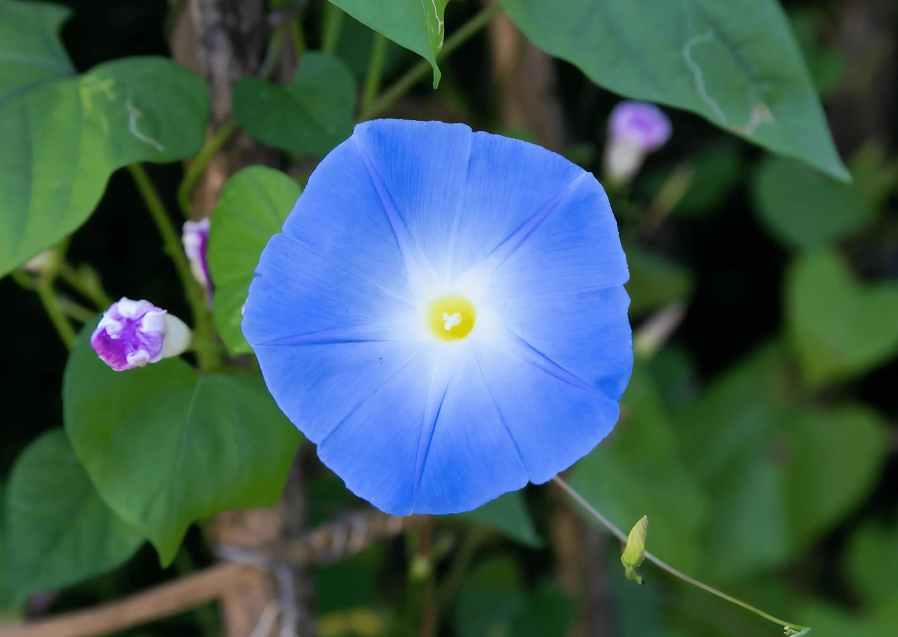 Ipomoea Heavenly Blue - REGN