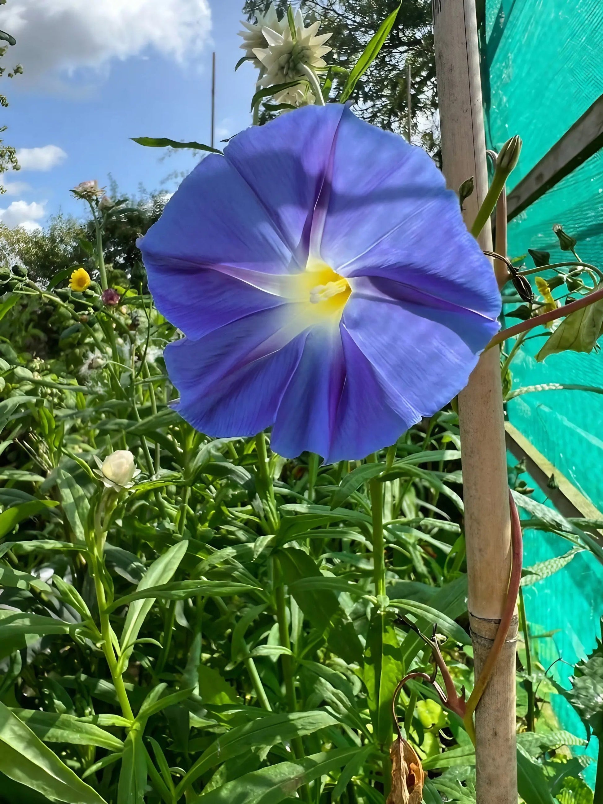 Ipomoea Heavenly Blue - REGN