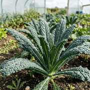 Kale Nero di Toscana - REGN