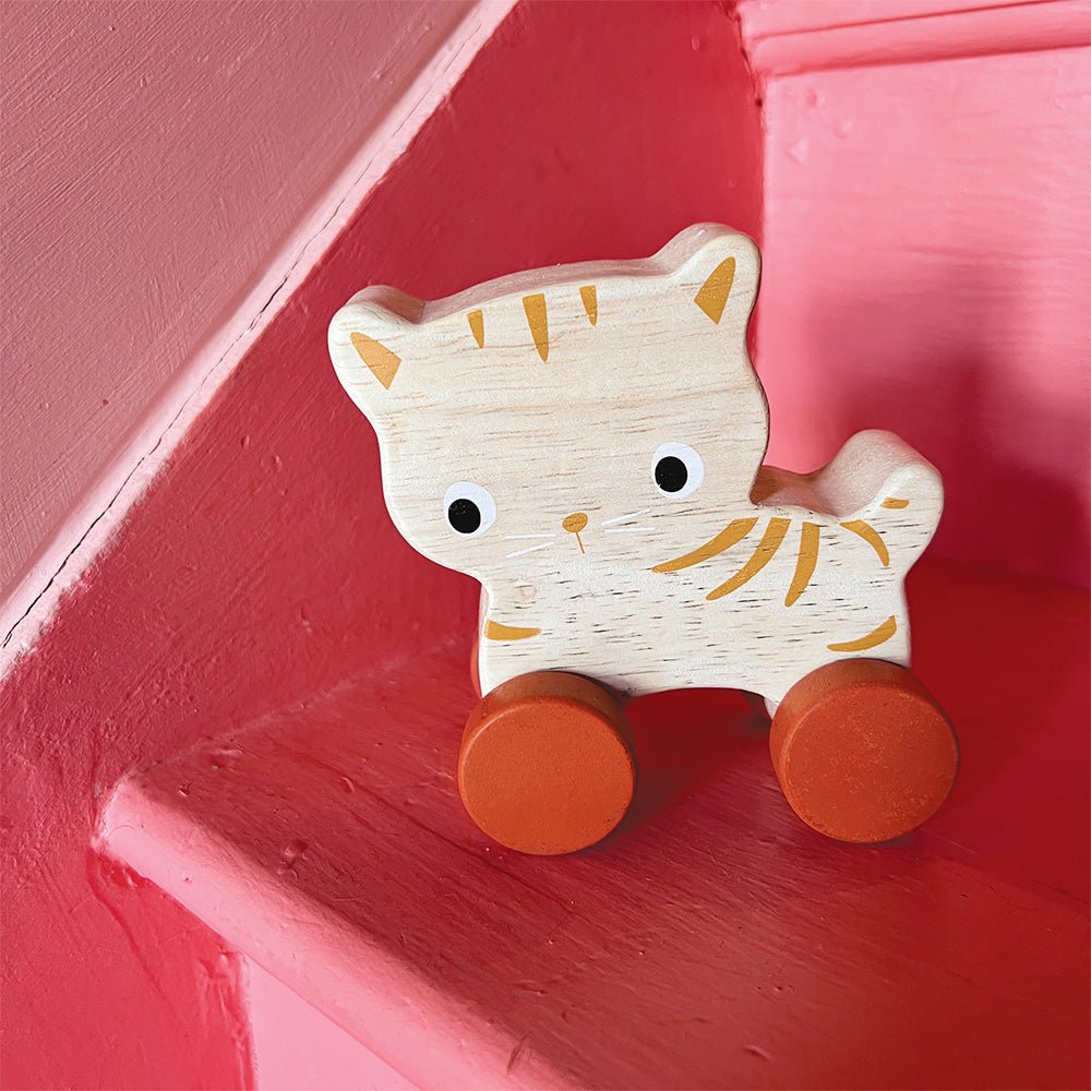 Kitten On Wheels - REGN