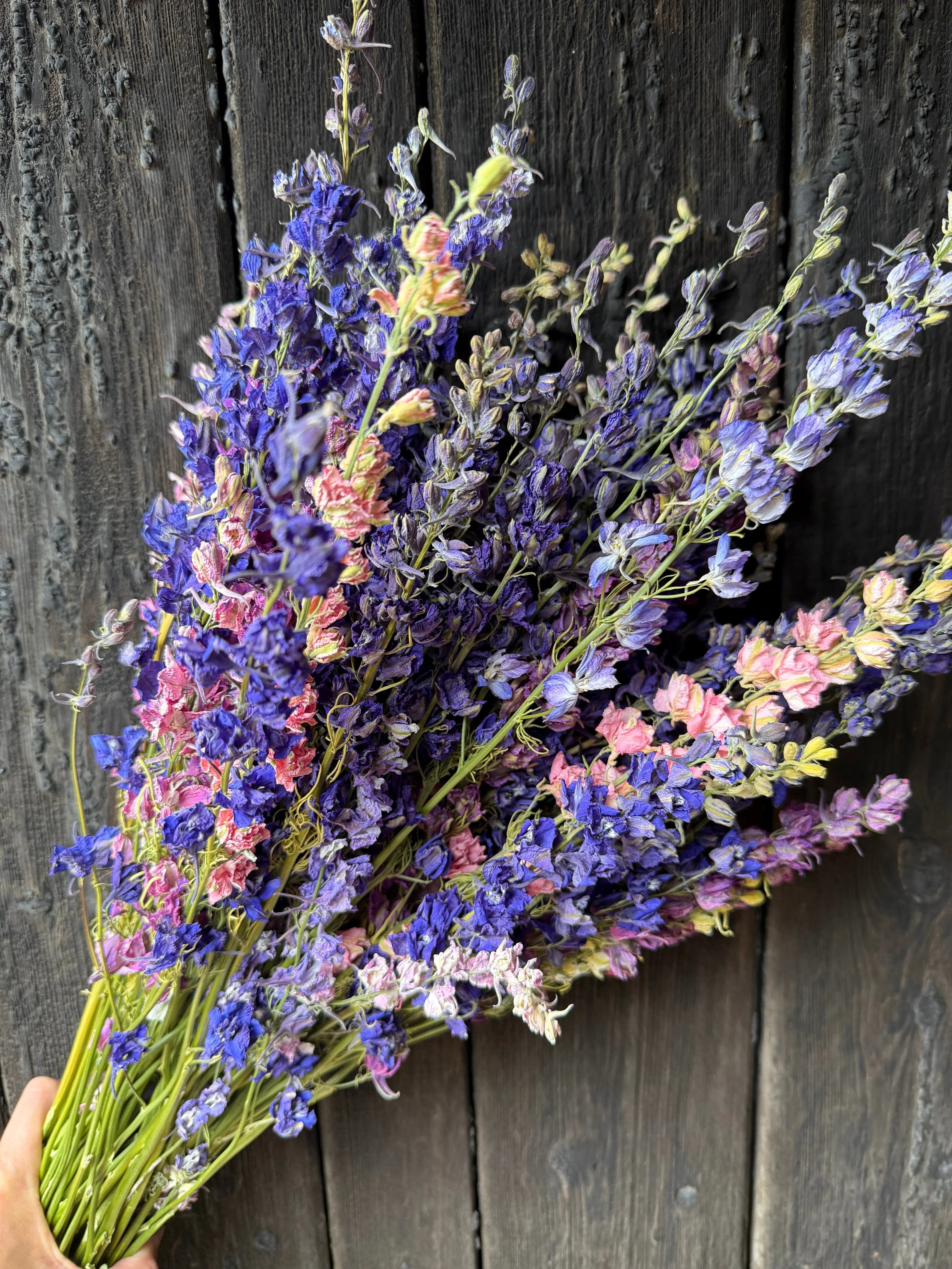 Larkspur Dried - REGN