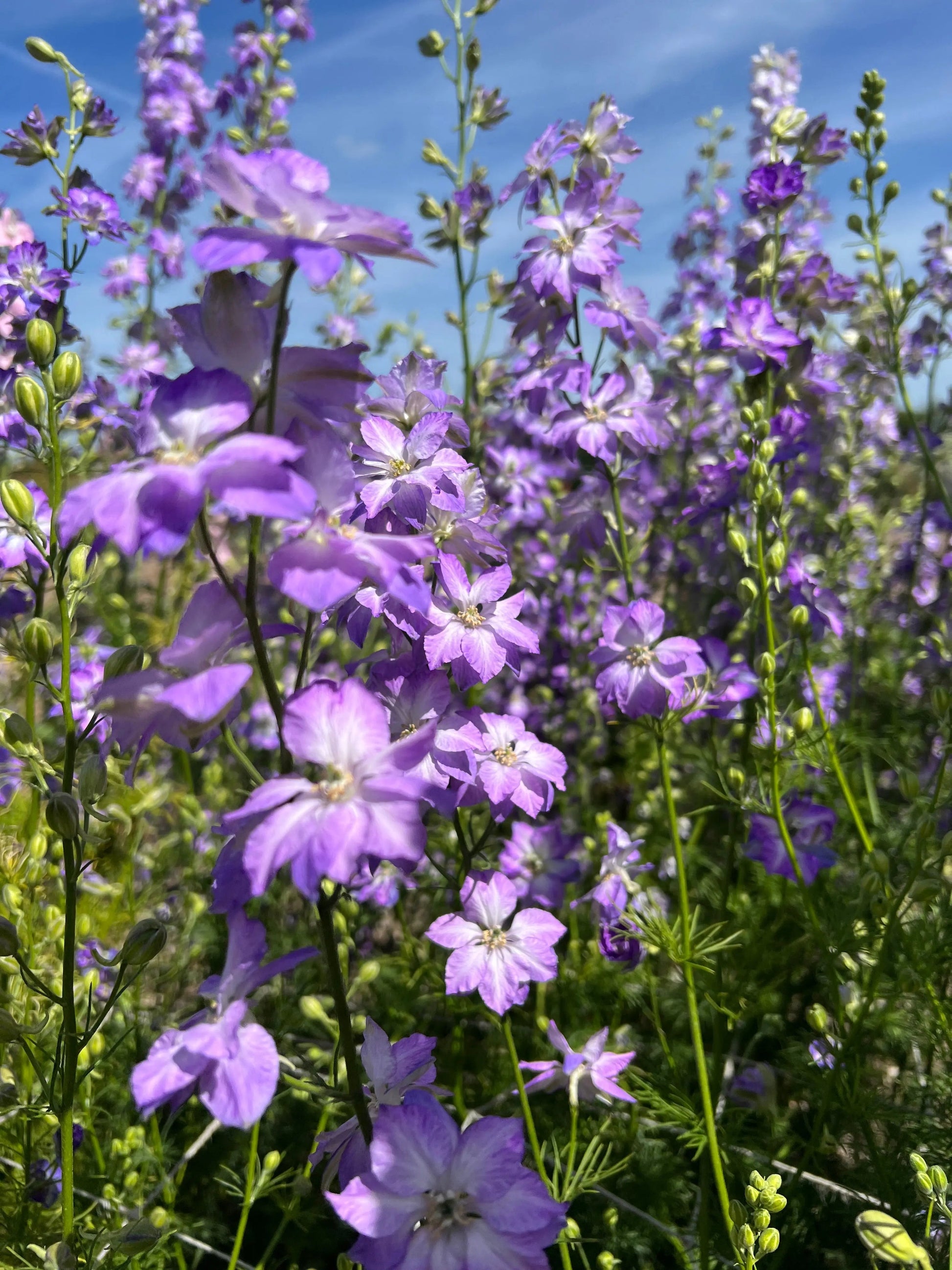 Larkspur Fancy Purple Picotee - REGN