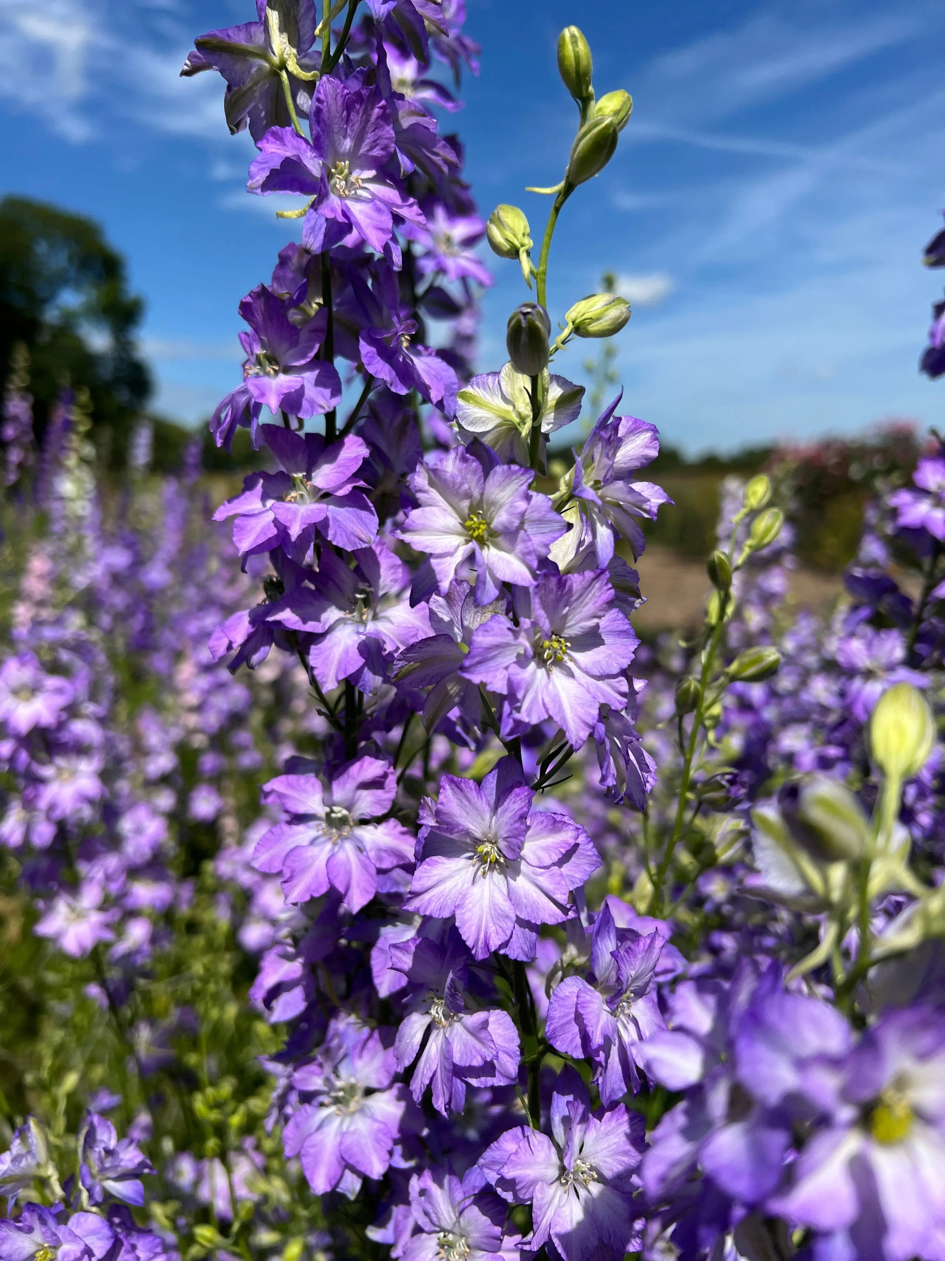 Larkspur Fancy Purple Picotee - REGN