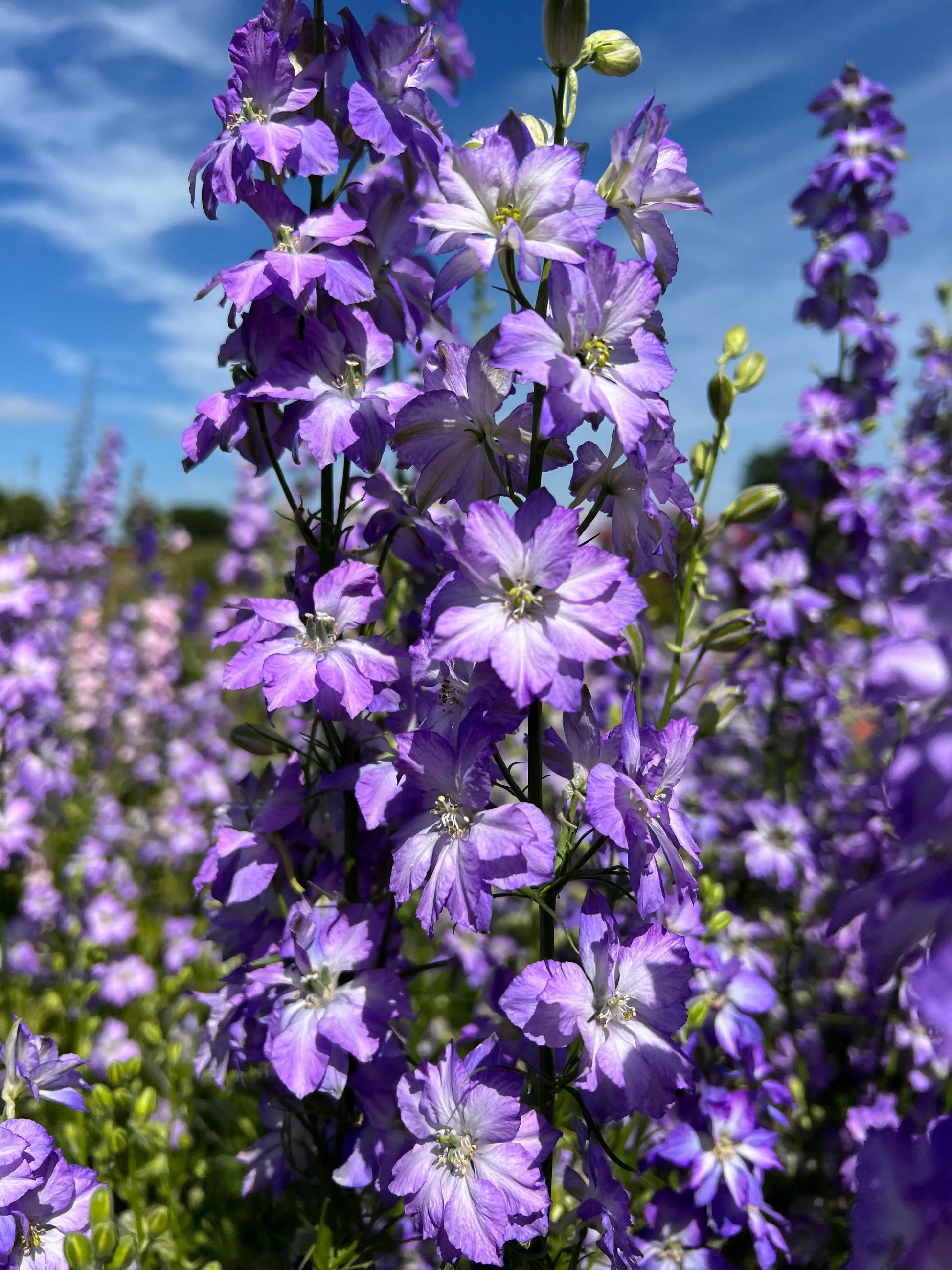 Larkspur Fancy Purple Picotee - REGN