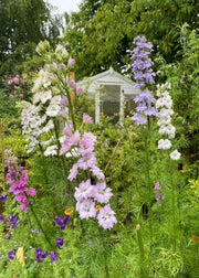 Larkspur Giant Hyacinth Mixed - REGN