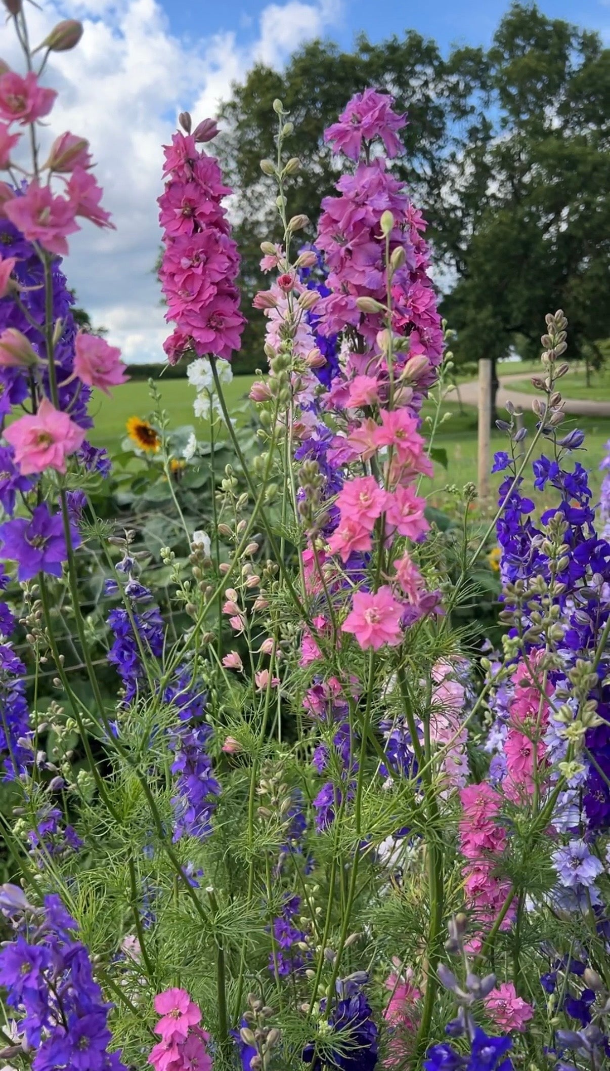 Larkspur Giant Imperial Mix - REGN