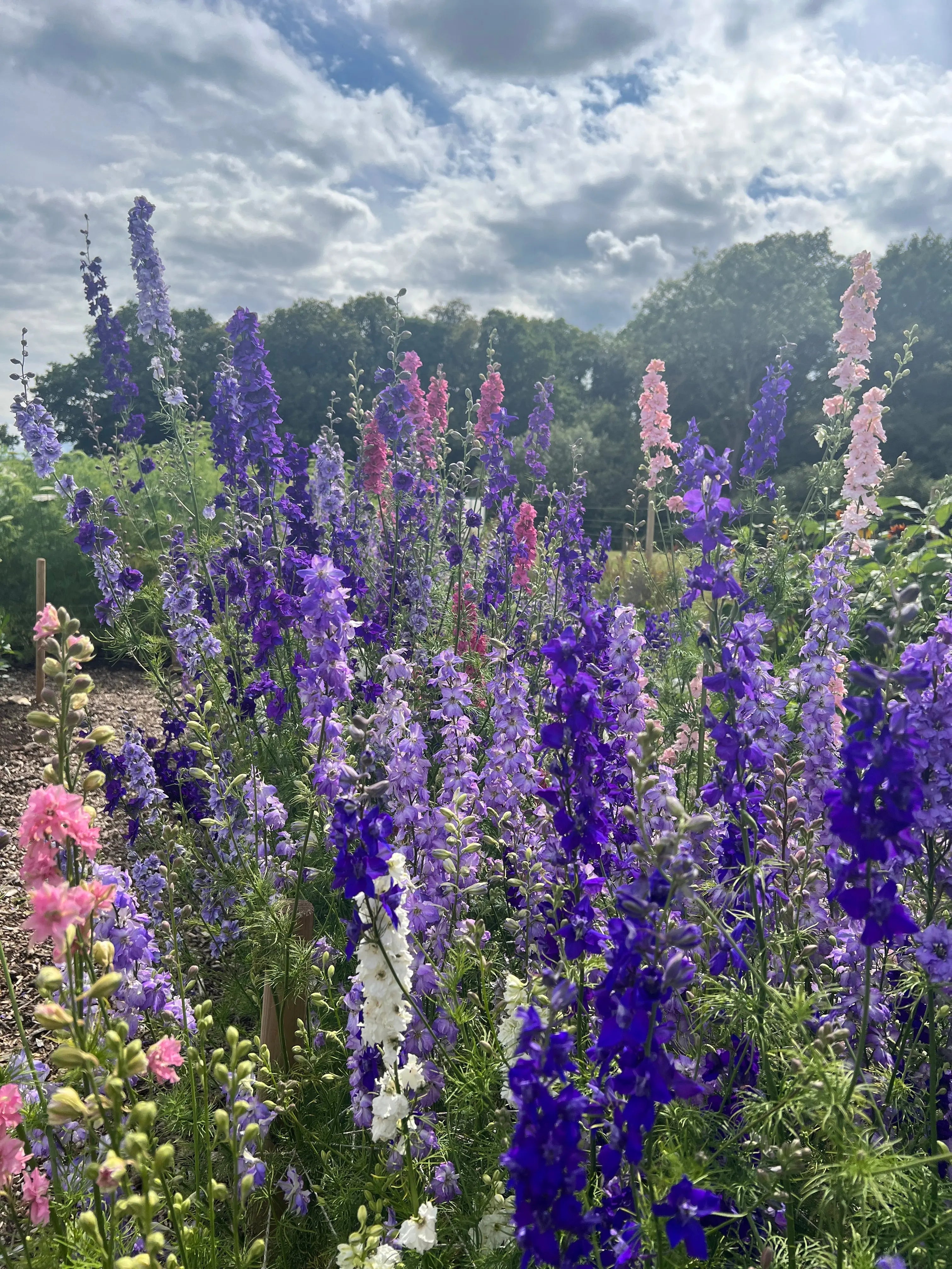 Larkspur Giant Imperial Mix - REGN