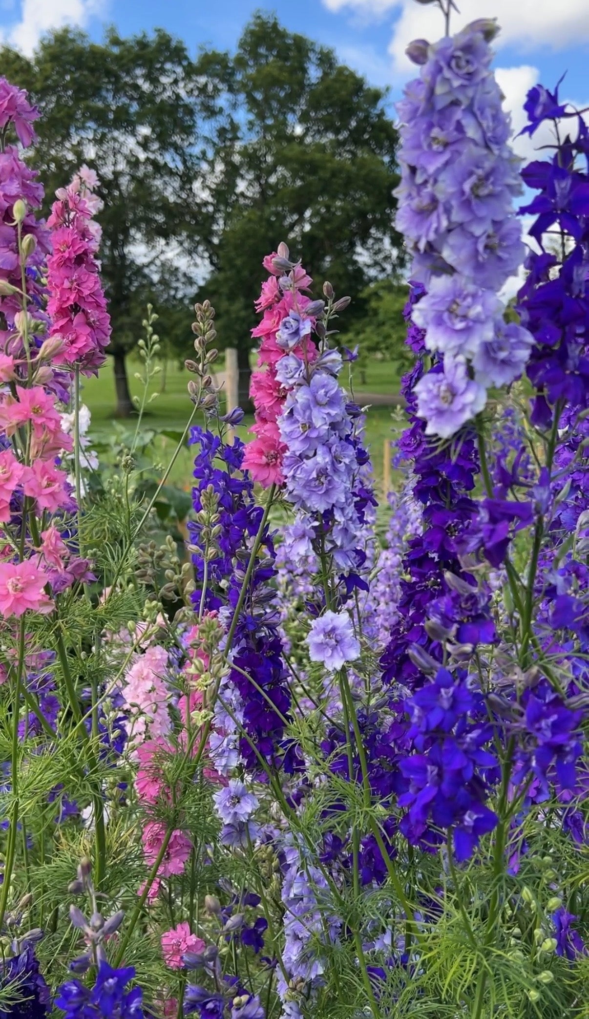 Larkspur Giant Imperial Mix - REGN