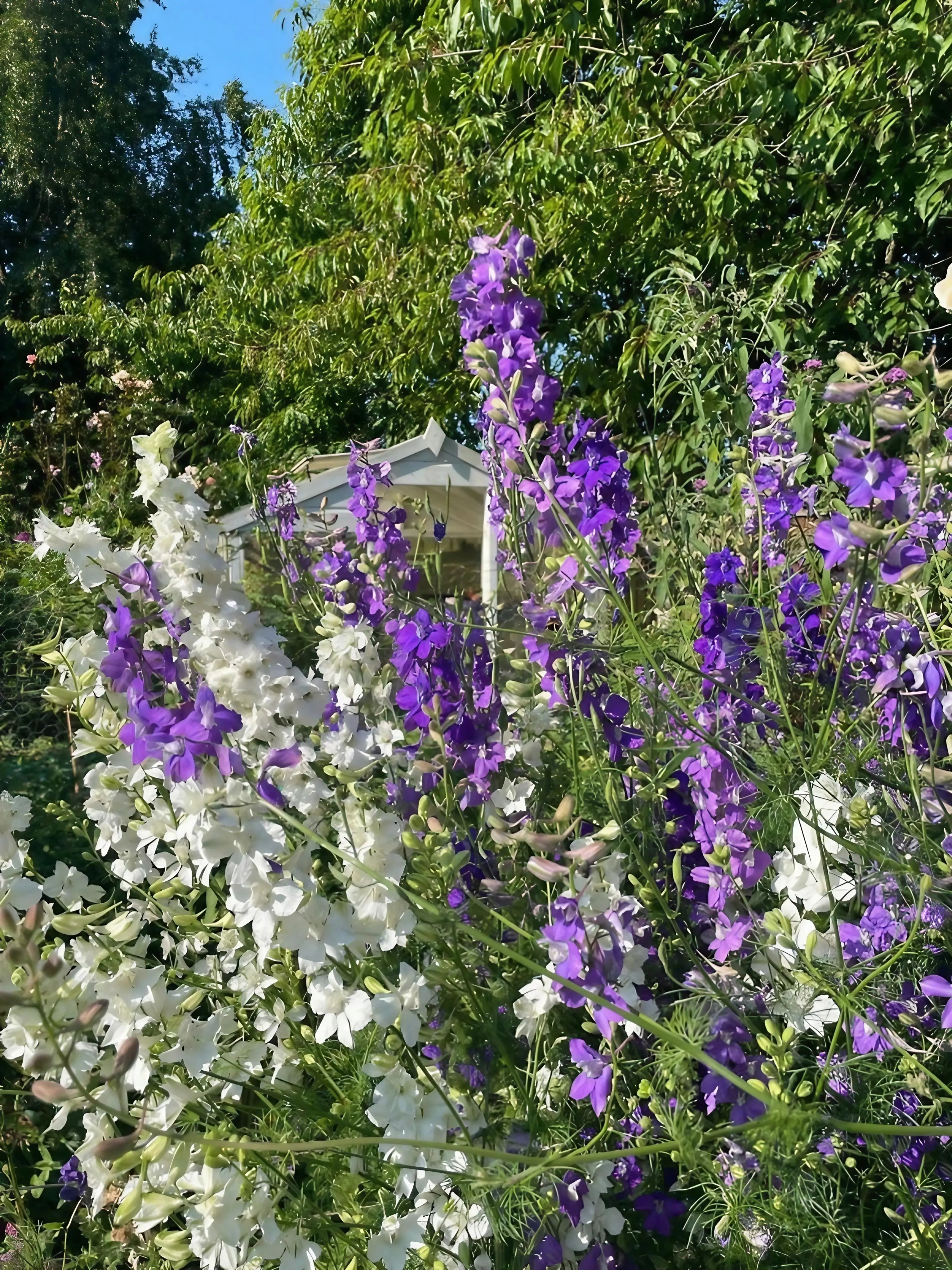 Larkspur Giant Imperial Mix - REGN
