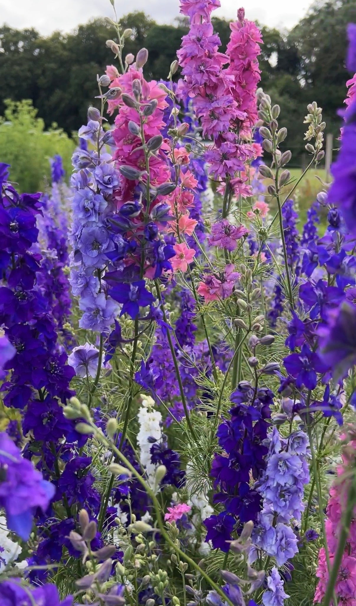 Larkspur Giant Imperial Mix - REGN