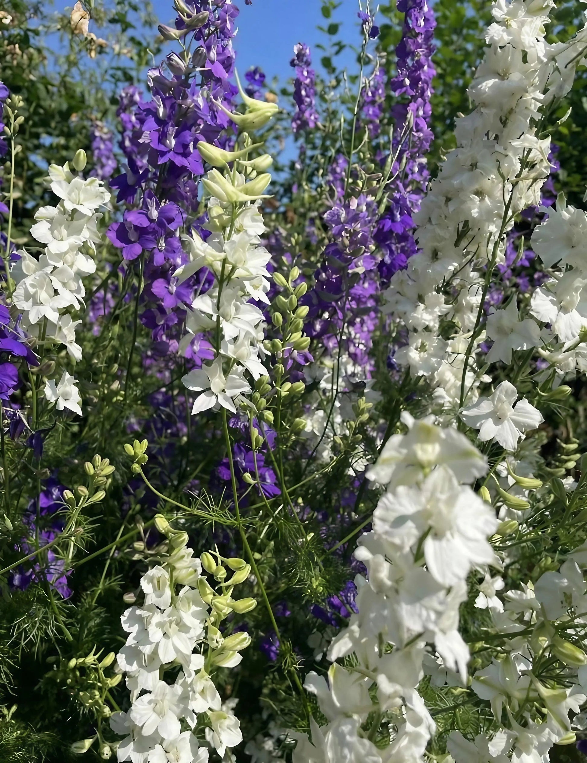 Larkspur Giant Imperial Mix - REGN
