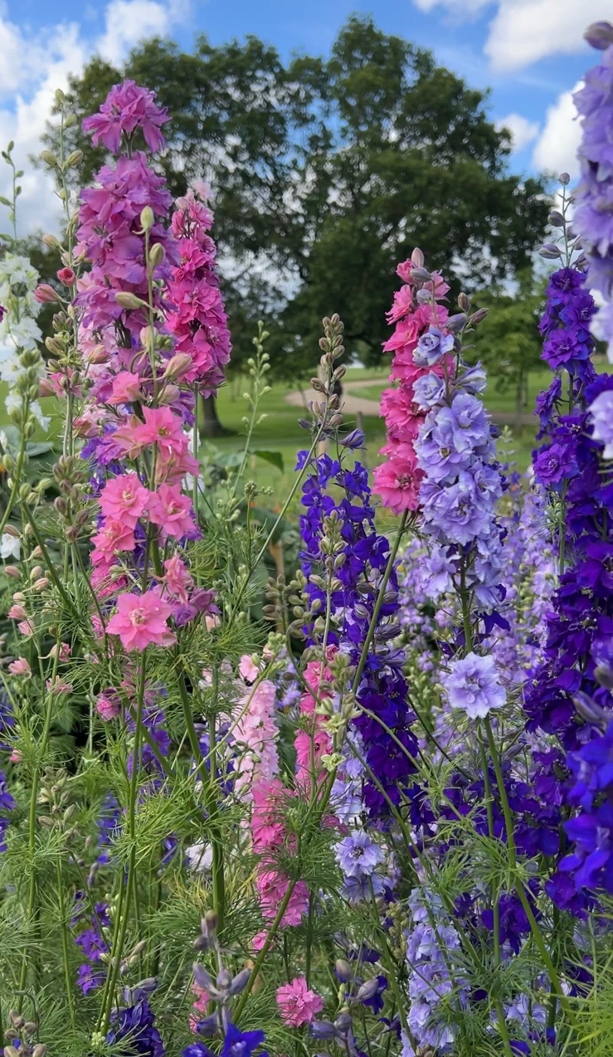 Larkspur Giant Imperial Mix - REGN