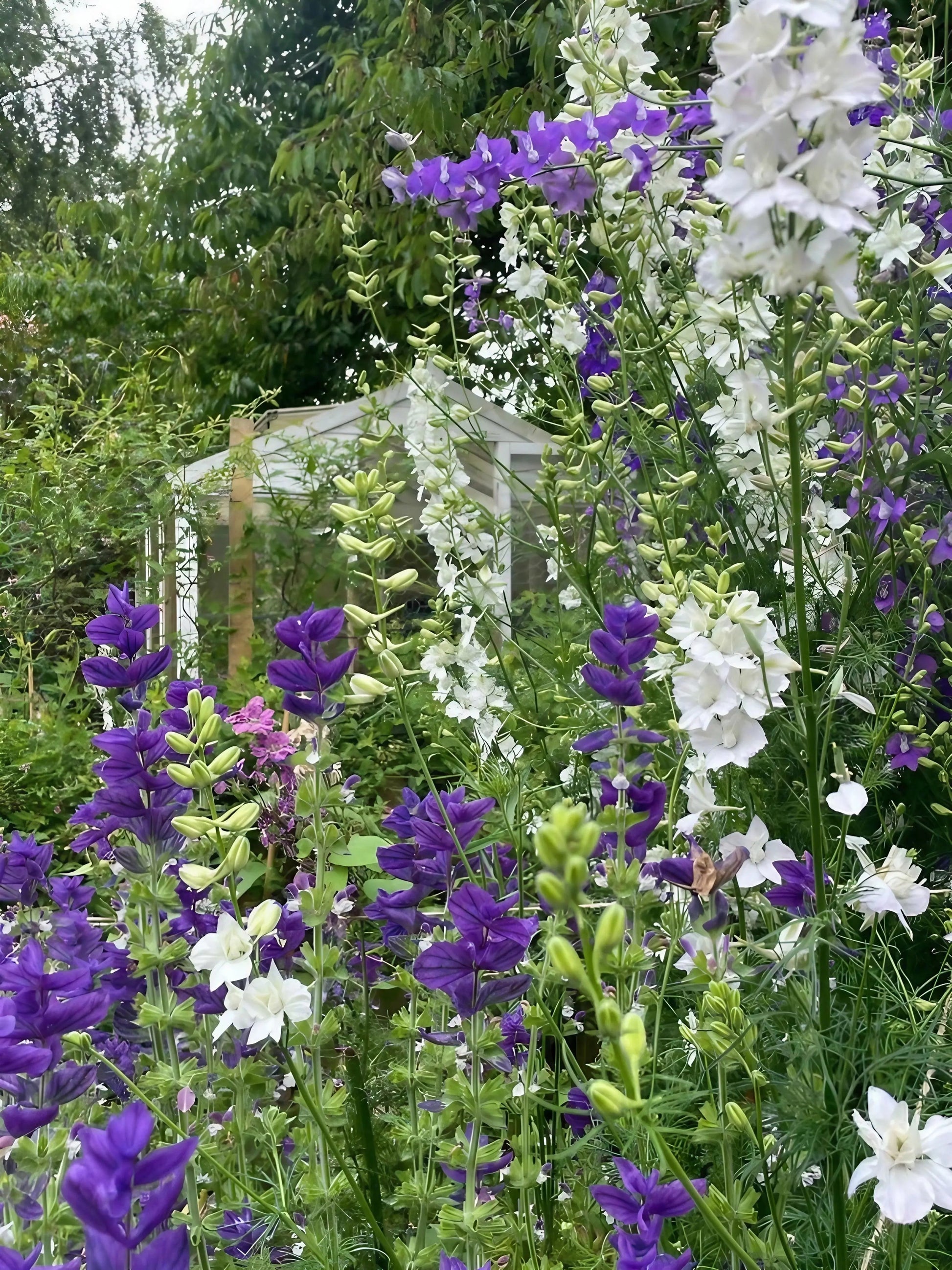 Larkspur Giant Imperial Mix - REGN