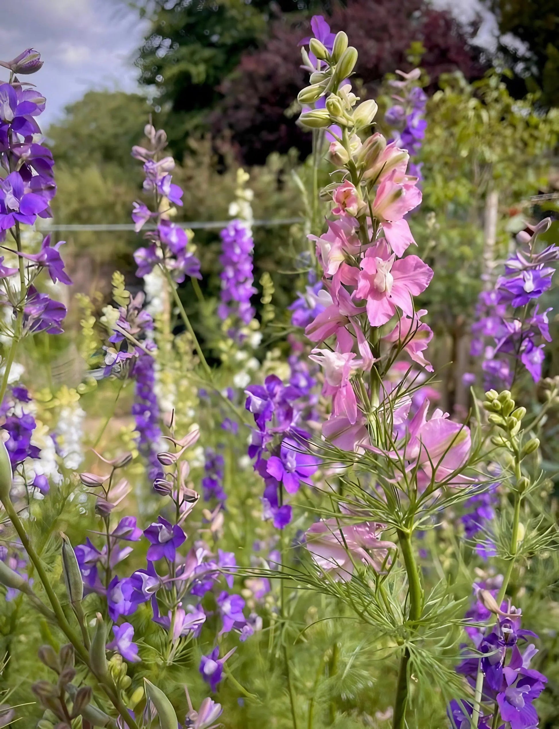 Larkspur Limelight Mix - REGN