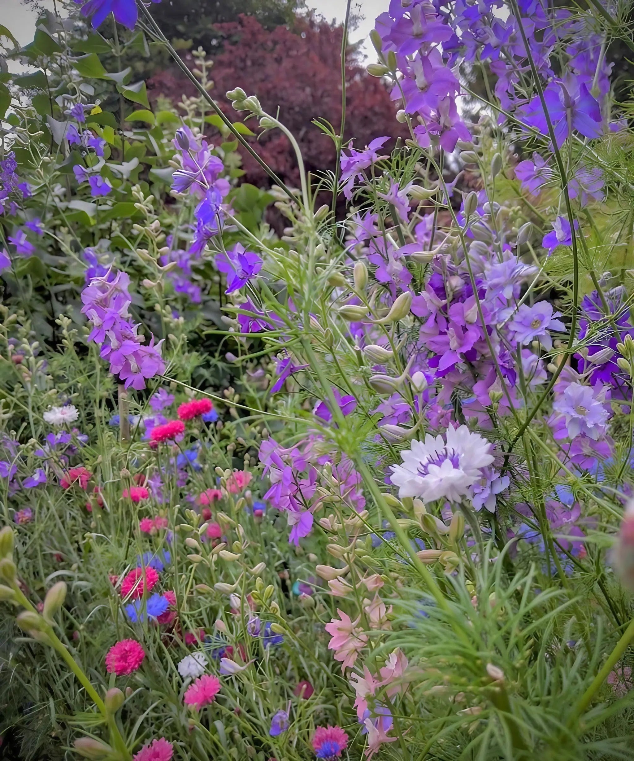 Larkspur Limelight Mix - REGN