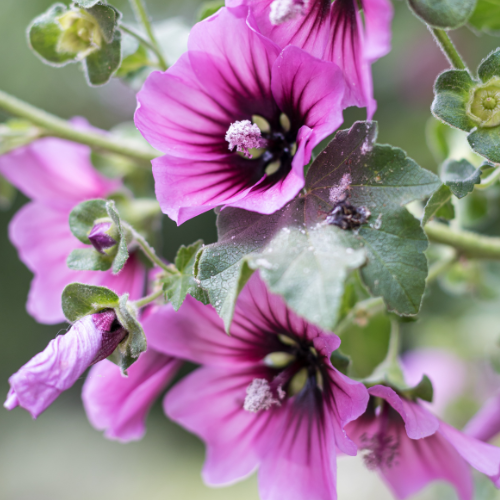 Lavatera Arborea - REGN