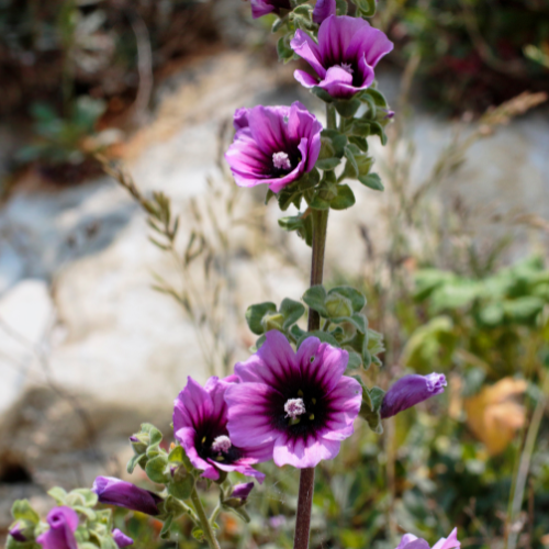 Lavatera Arborea - REGN