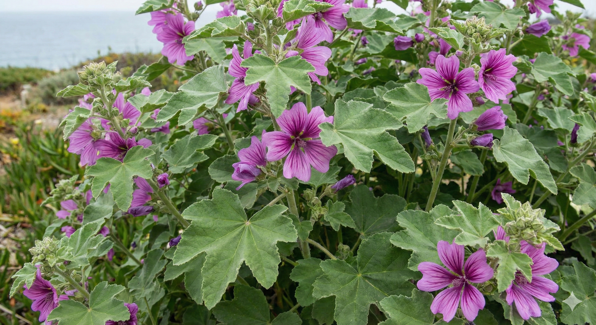 Lavatera Arborea - REGN