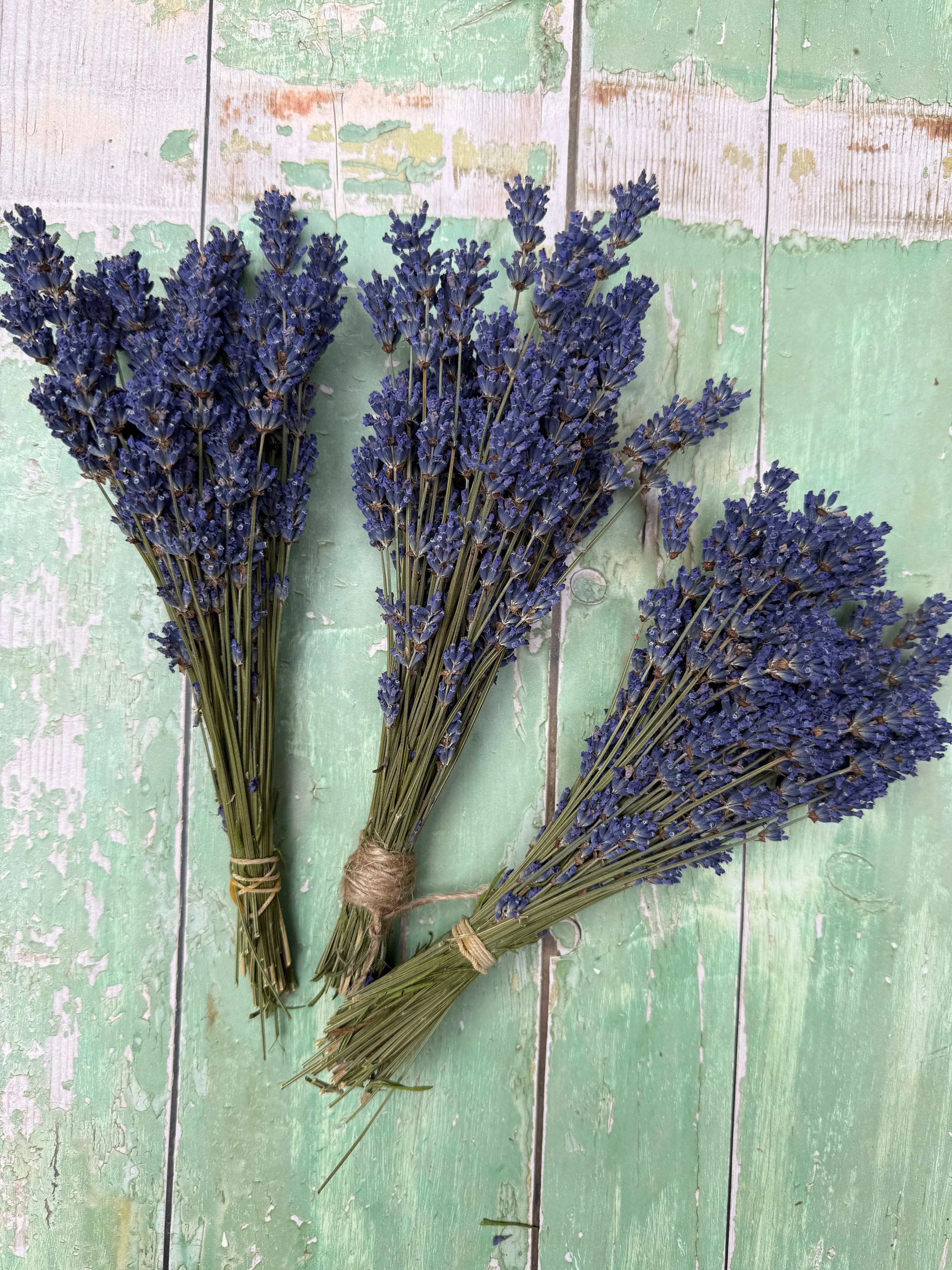 Lavender Dried (Small) - REGN