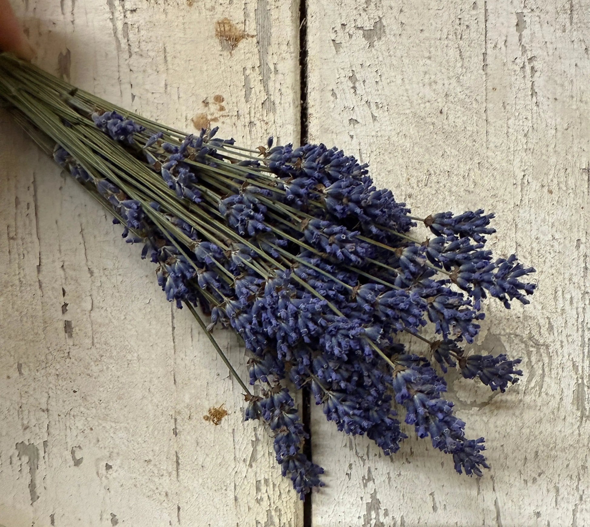 Lavender Dried (Small) - REGN
