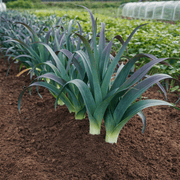 Leek Blue Solaise - REGN
