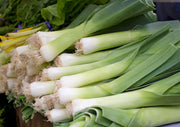 Leek Musselburgh - REGN