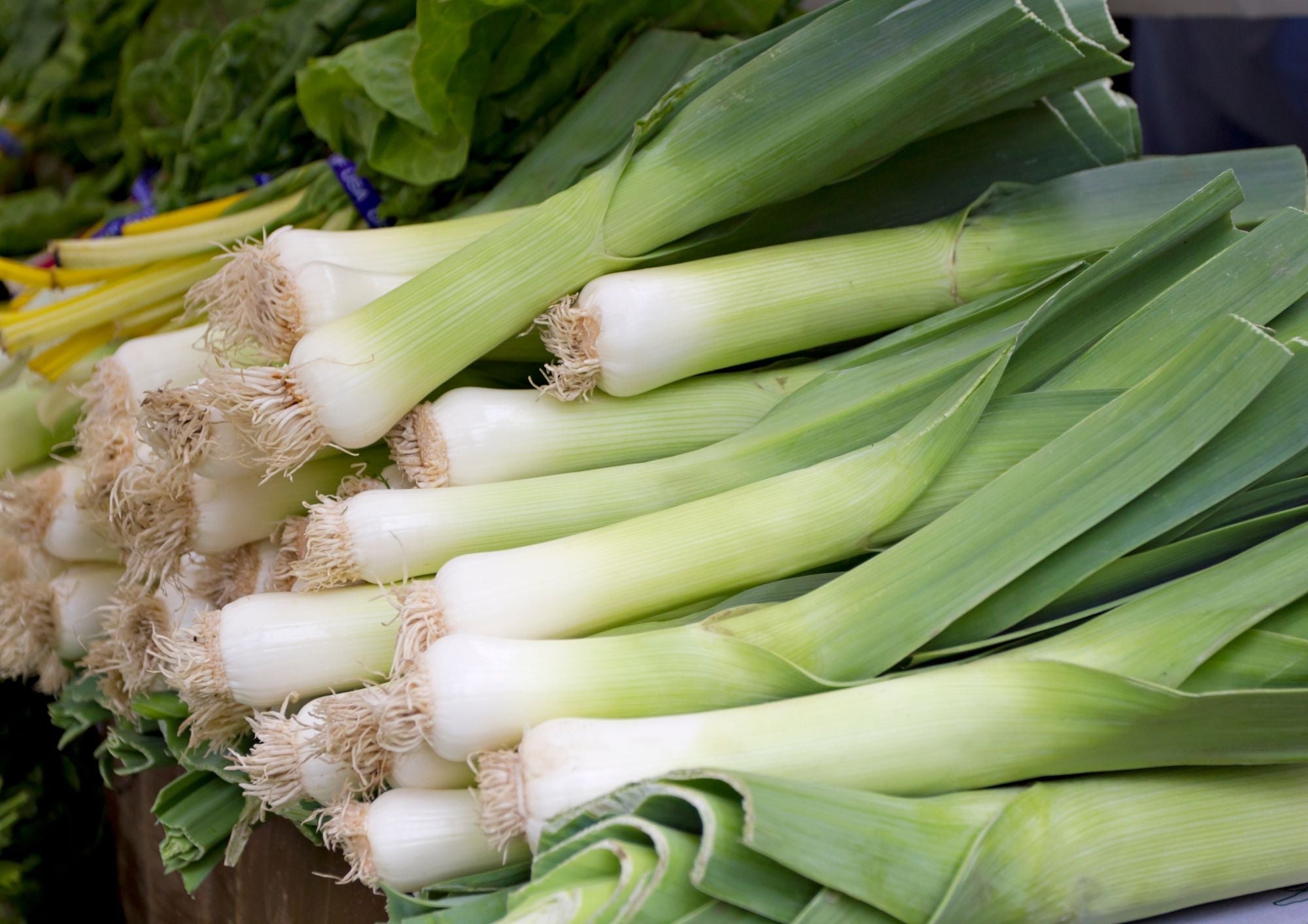 Leek Musselburgh - REGN