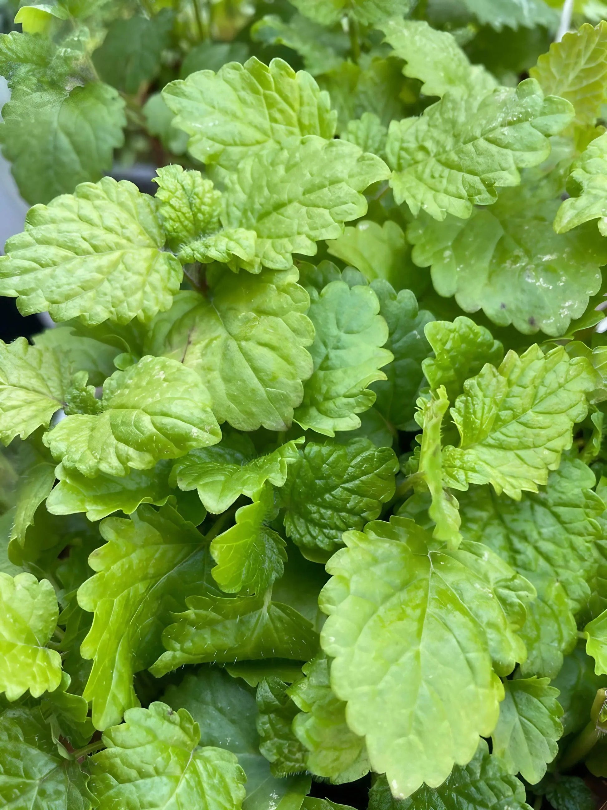 Lemon Balm - REGN
