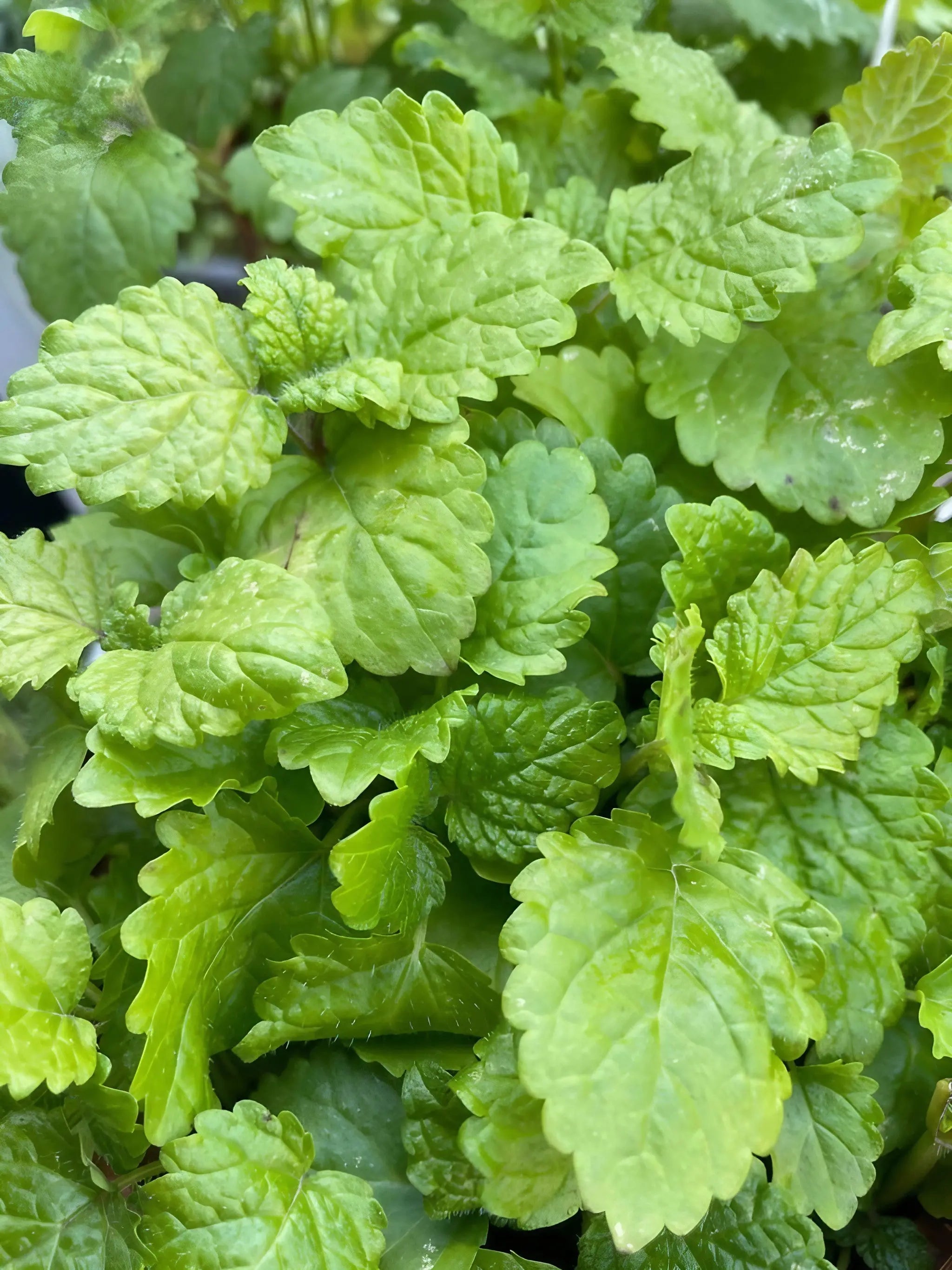 Lemon Balm - REGN