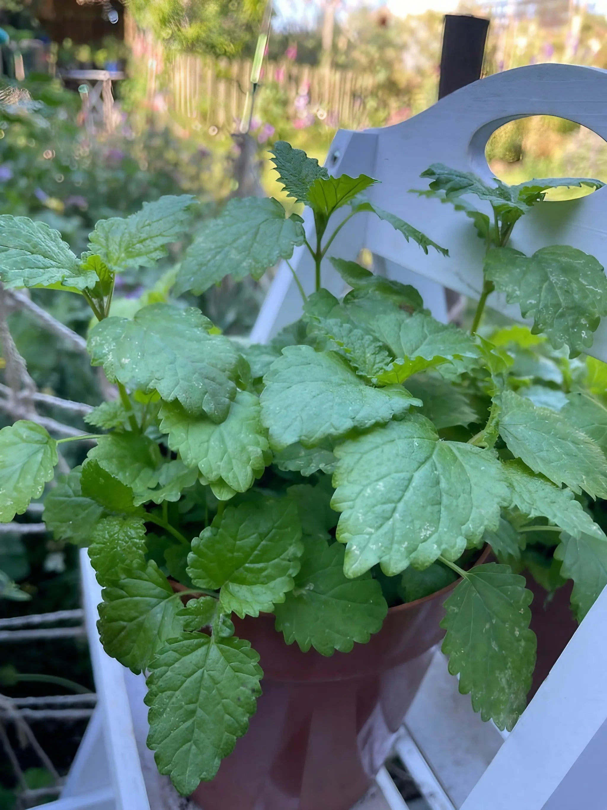 Lemon Balm - REGN