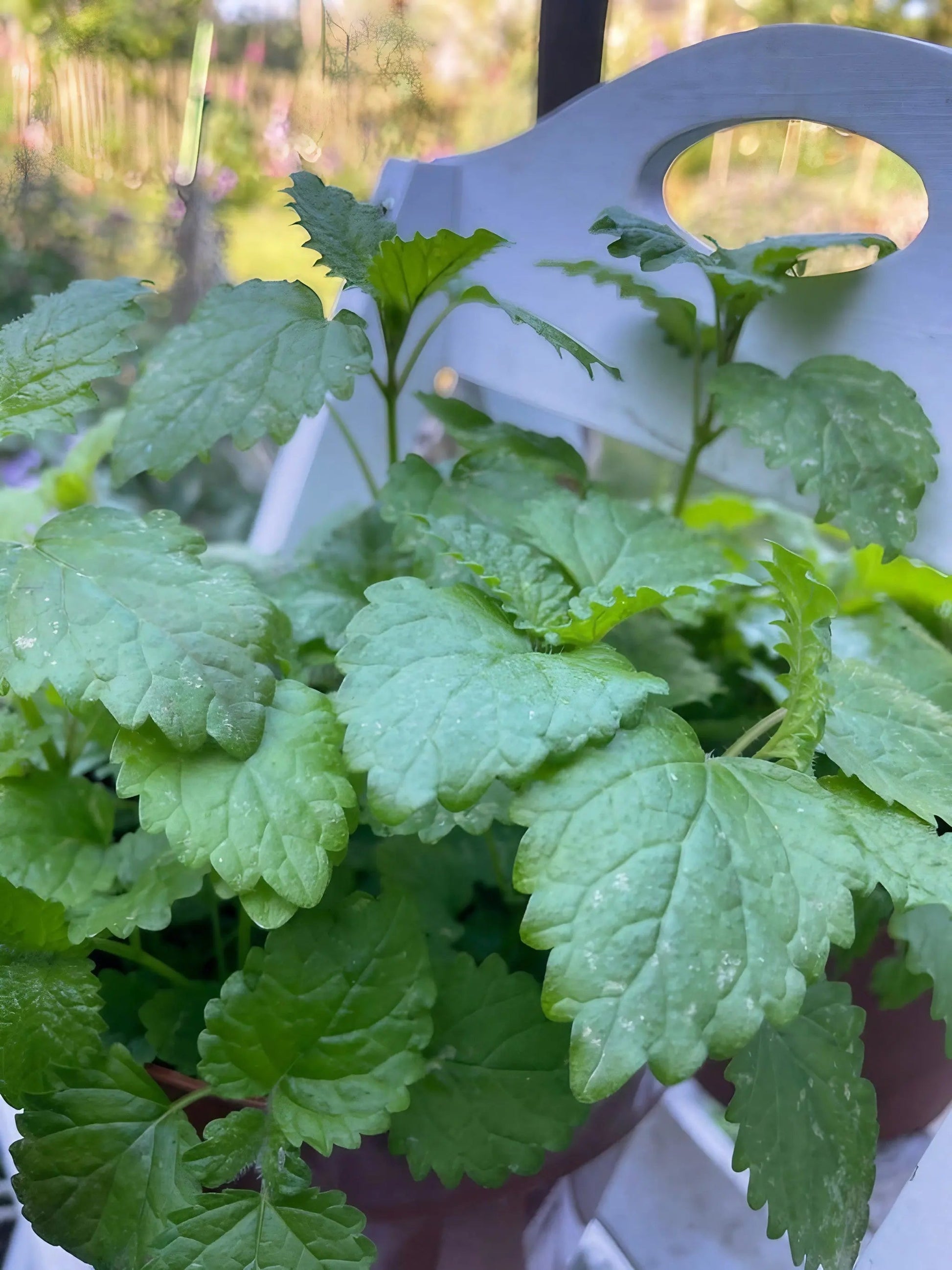 Lemon Balm - REGN