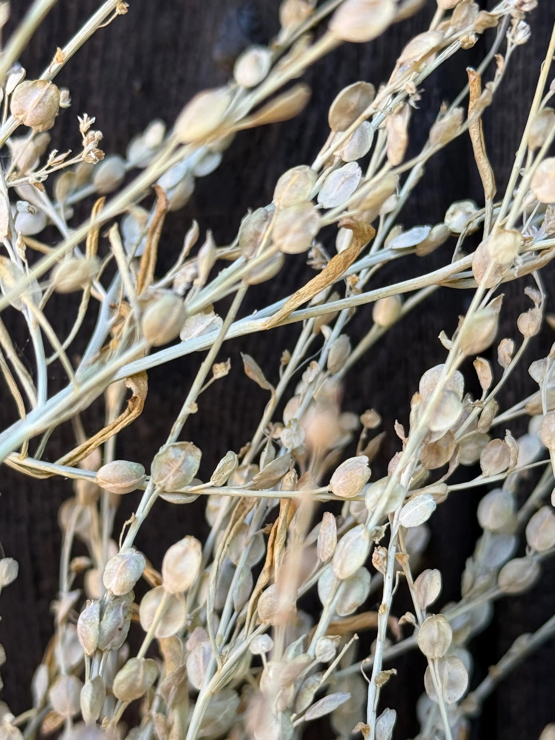 Lepidium sativum Dried - REGN