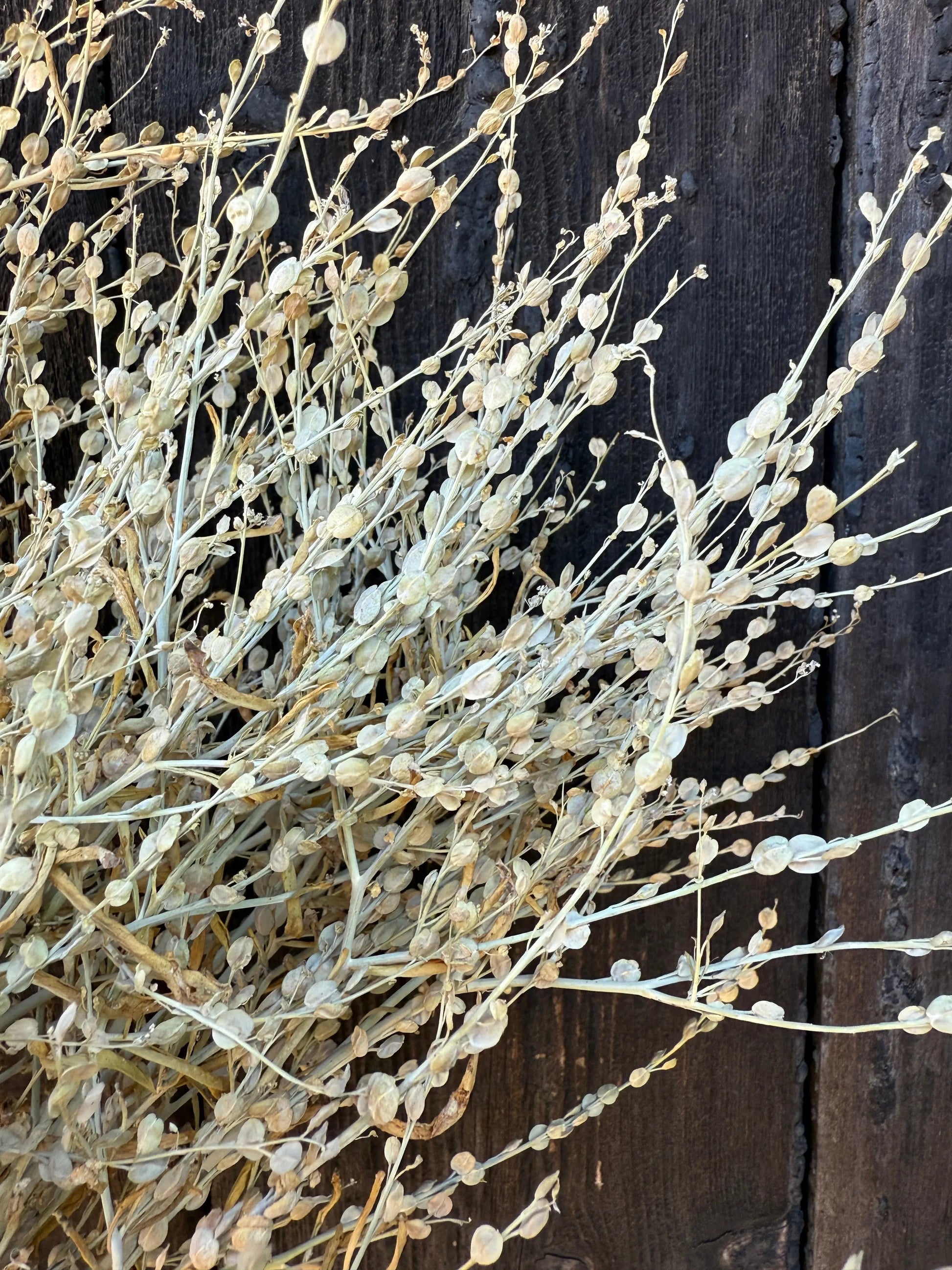 Lepidium sativum Dried - REGN