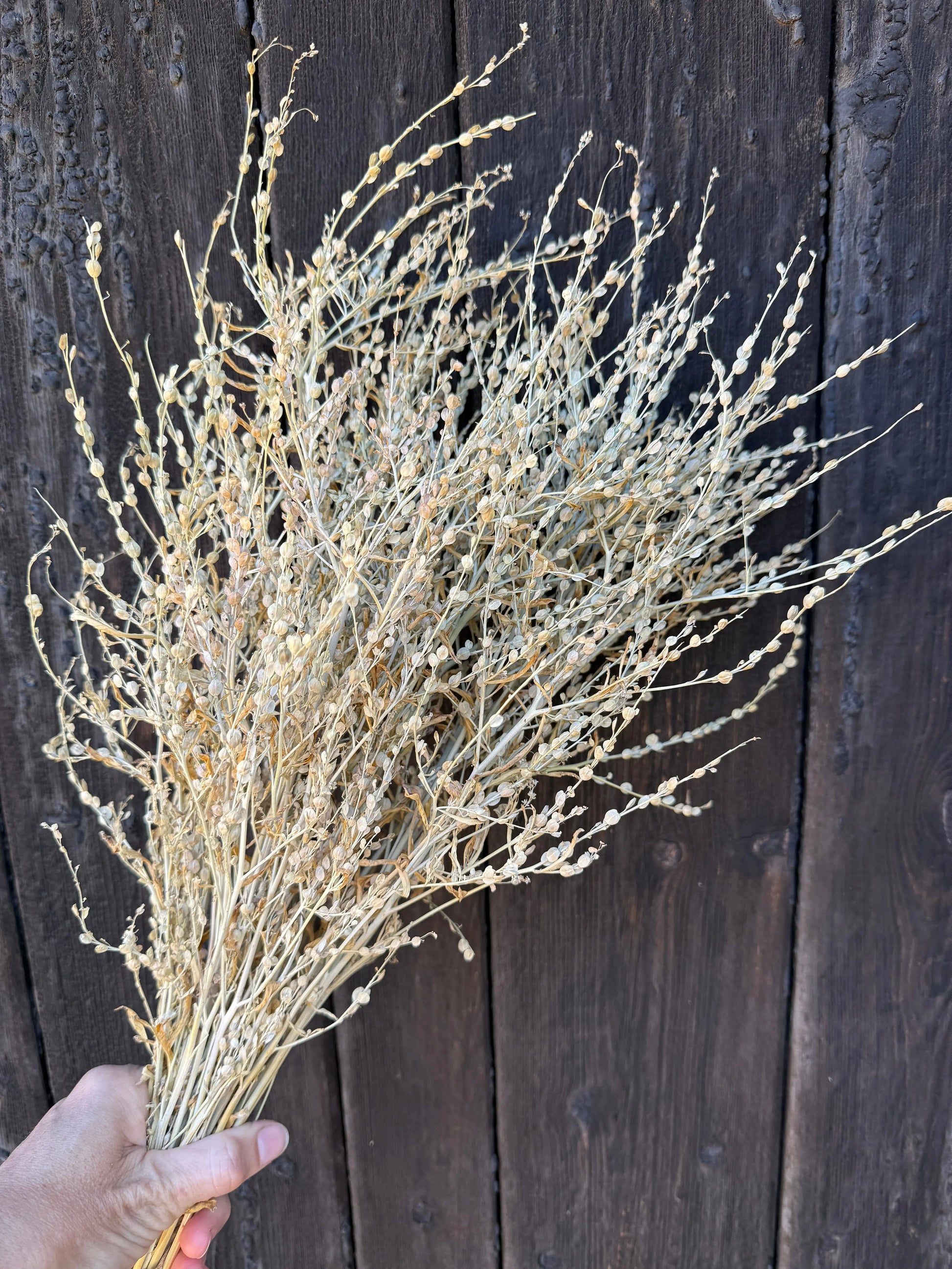 Lepidium sativum Dried - REGN