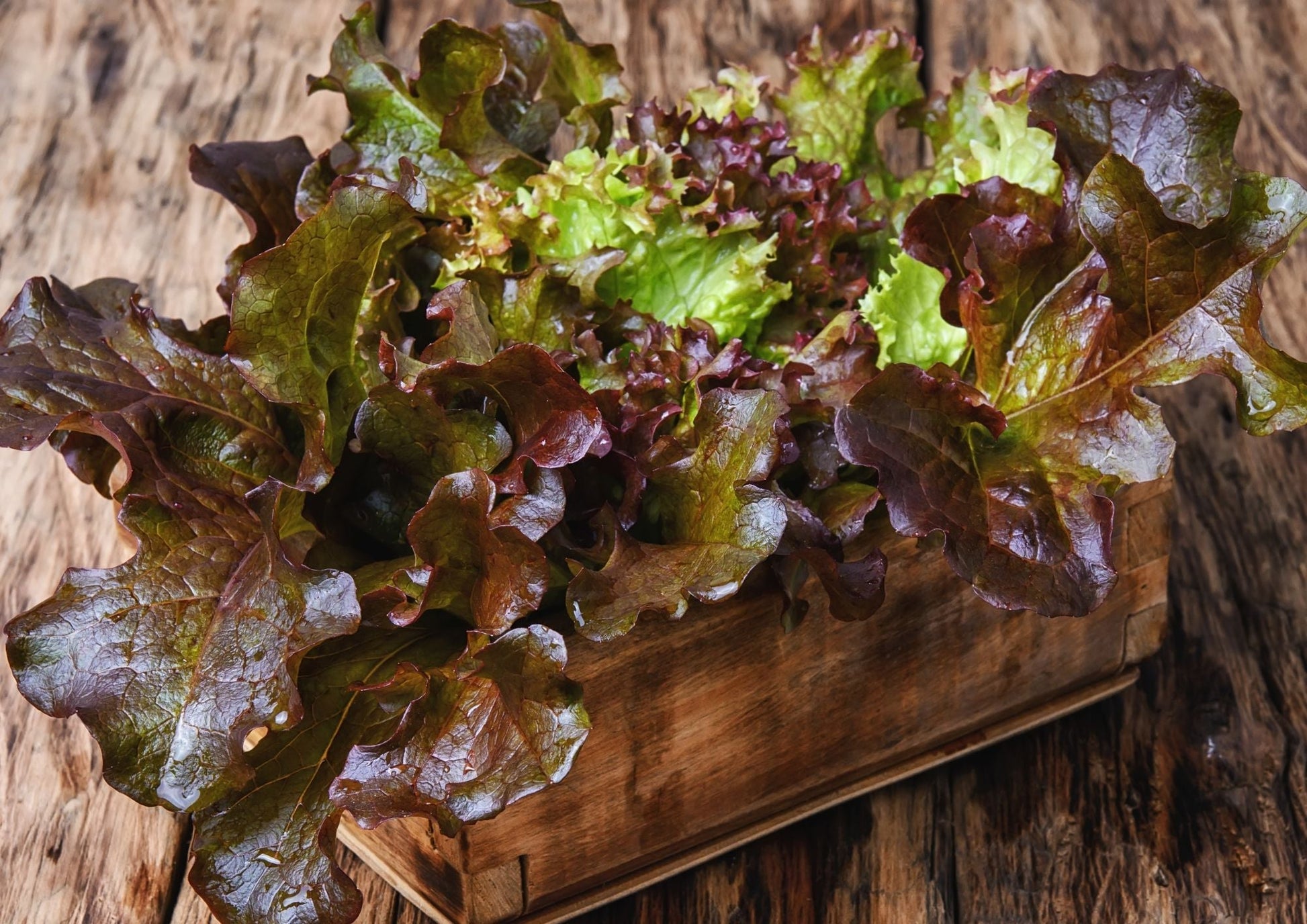 Lettuce Lollo Rossa - REGN