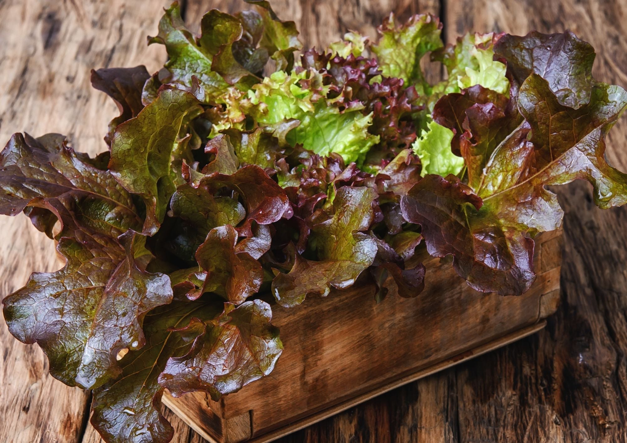 Lettuce Lollo Rossa - REGN