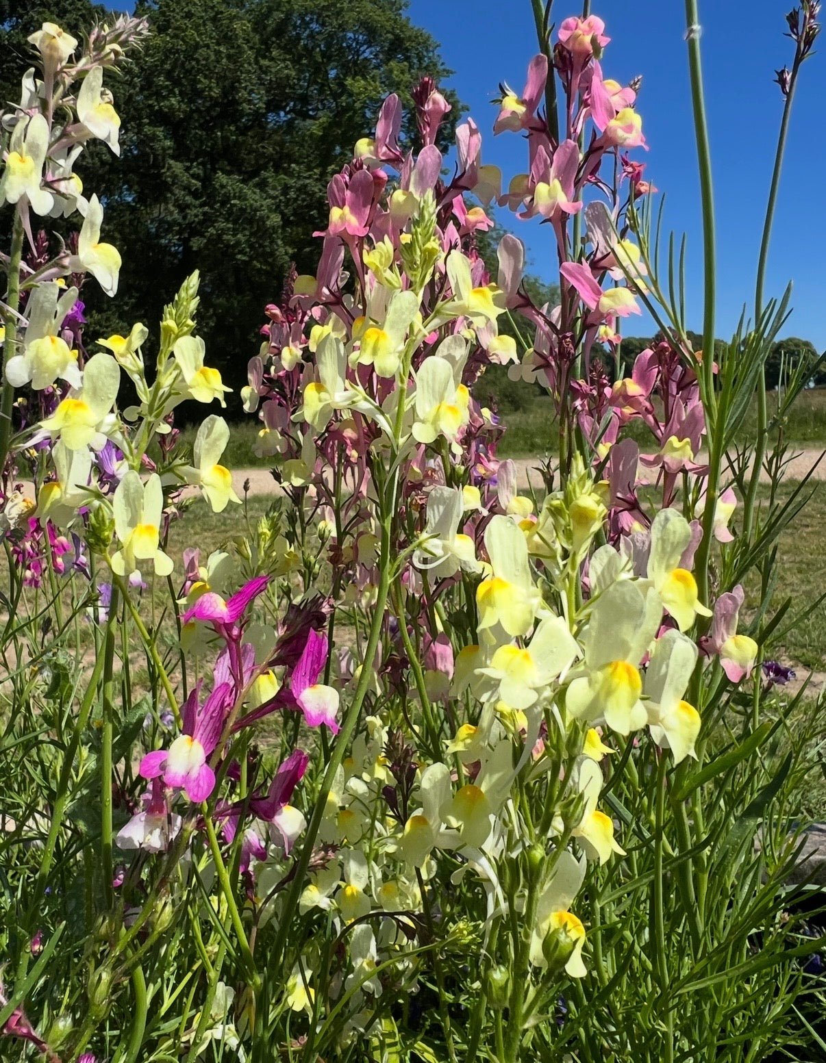 Linaria Fairy Bouquet Mix - REGN