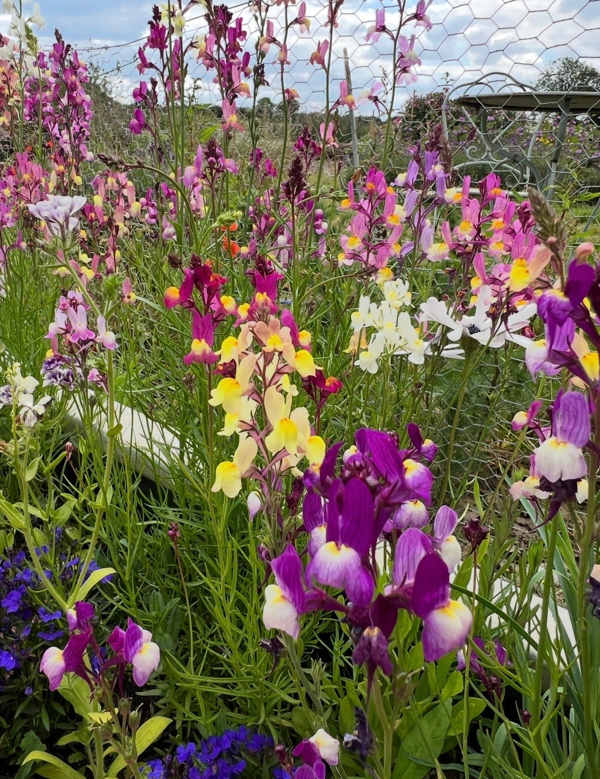 Linaria Fairy Bouquet Mix - REGN