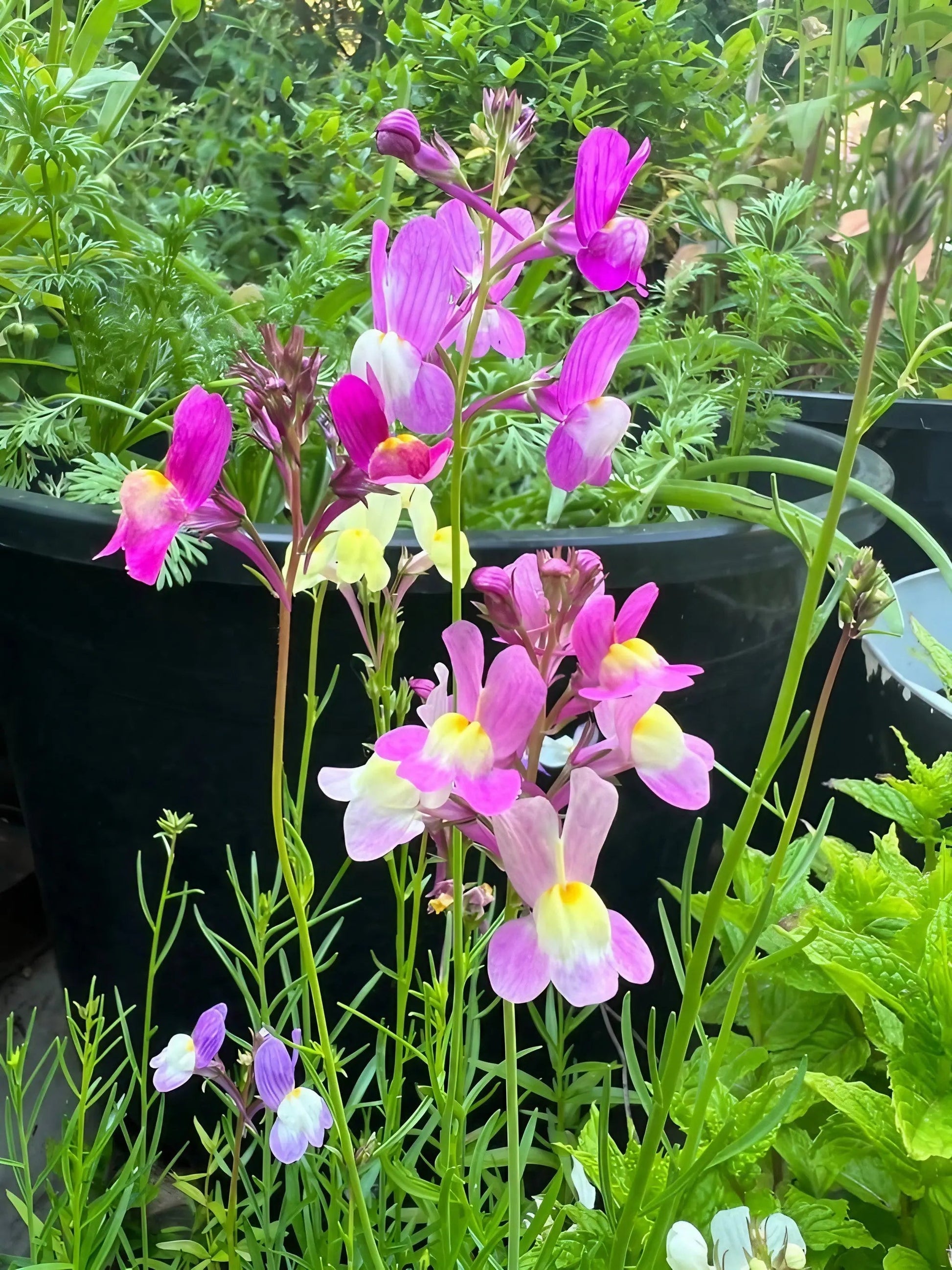 Linaria Fairy Bouquet Mix - REGN