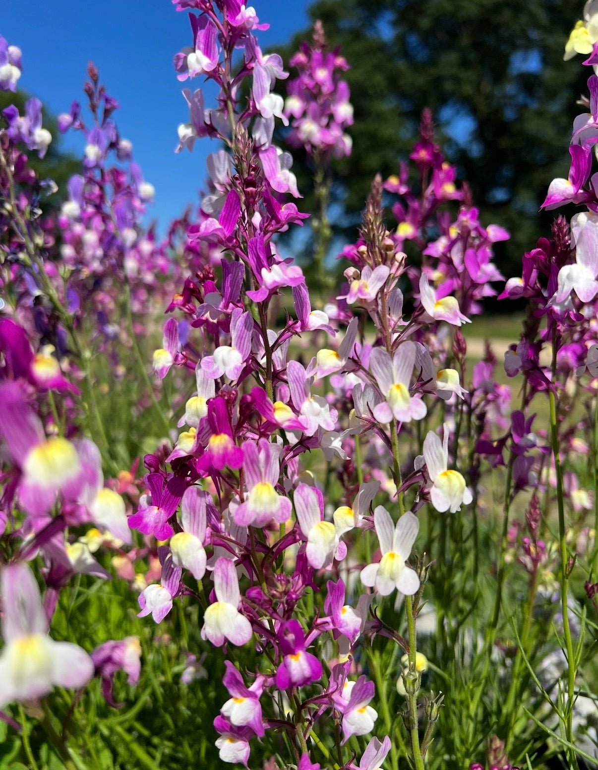 Linaria Fairy Bouquet Mix - REGN