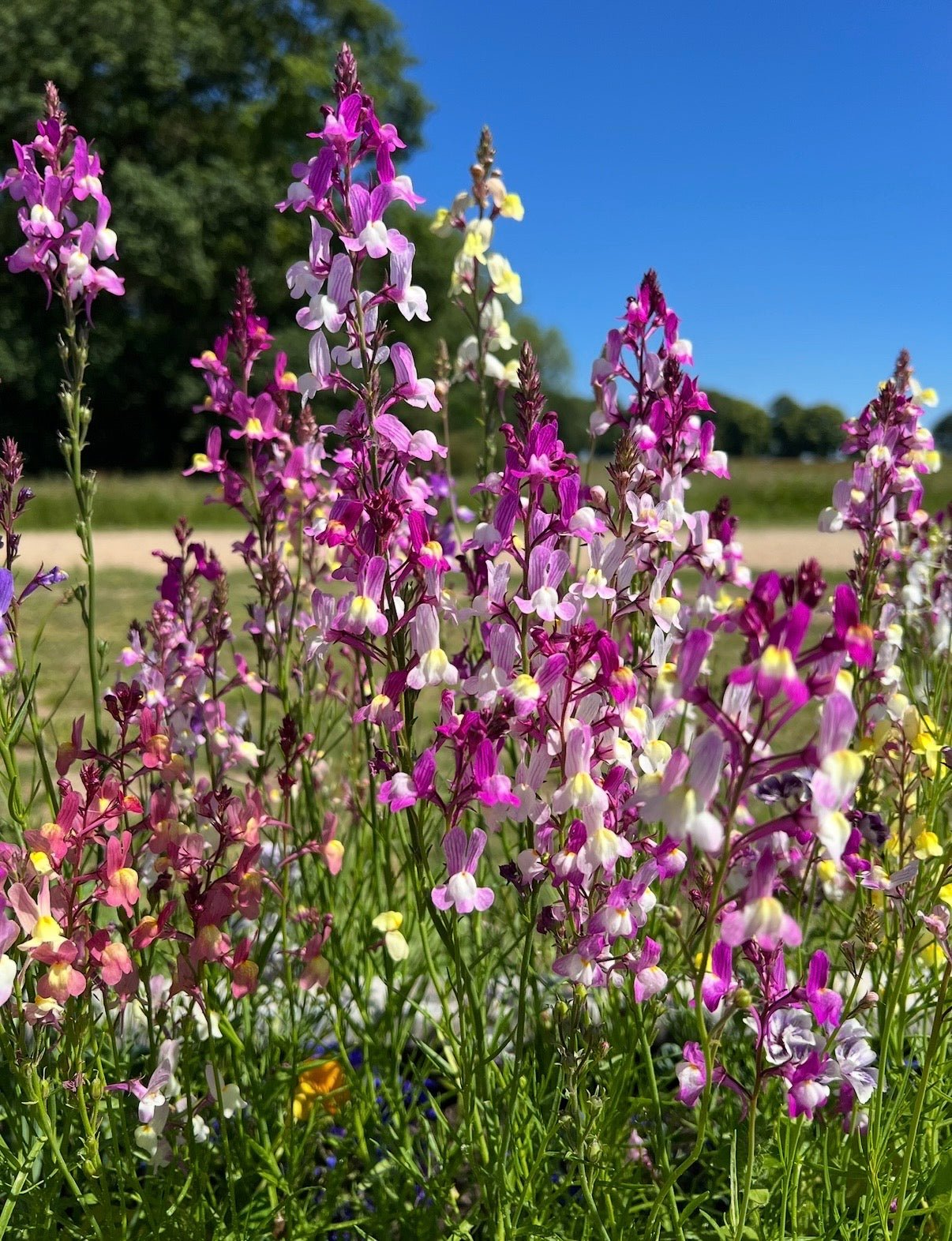 Linaria Fairy Bouquet Mix - REGN