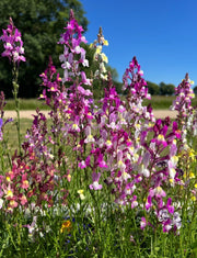Linaria Fairy Bouquet Mix - REGN