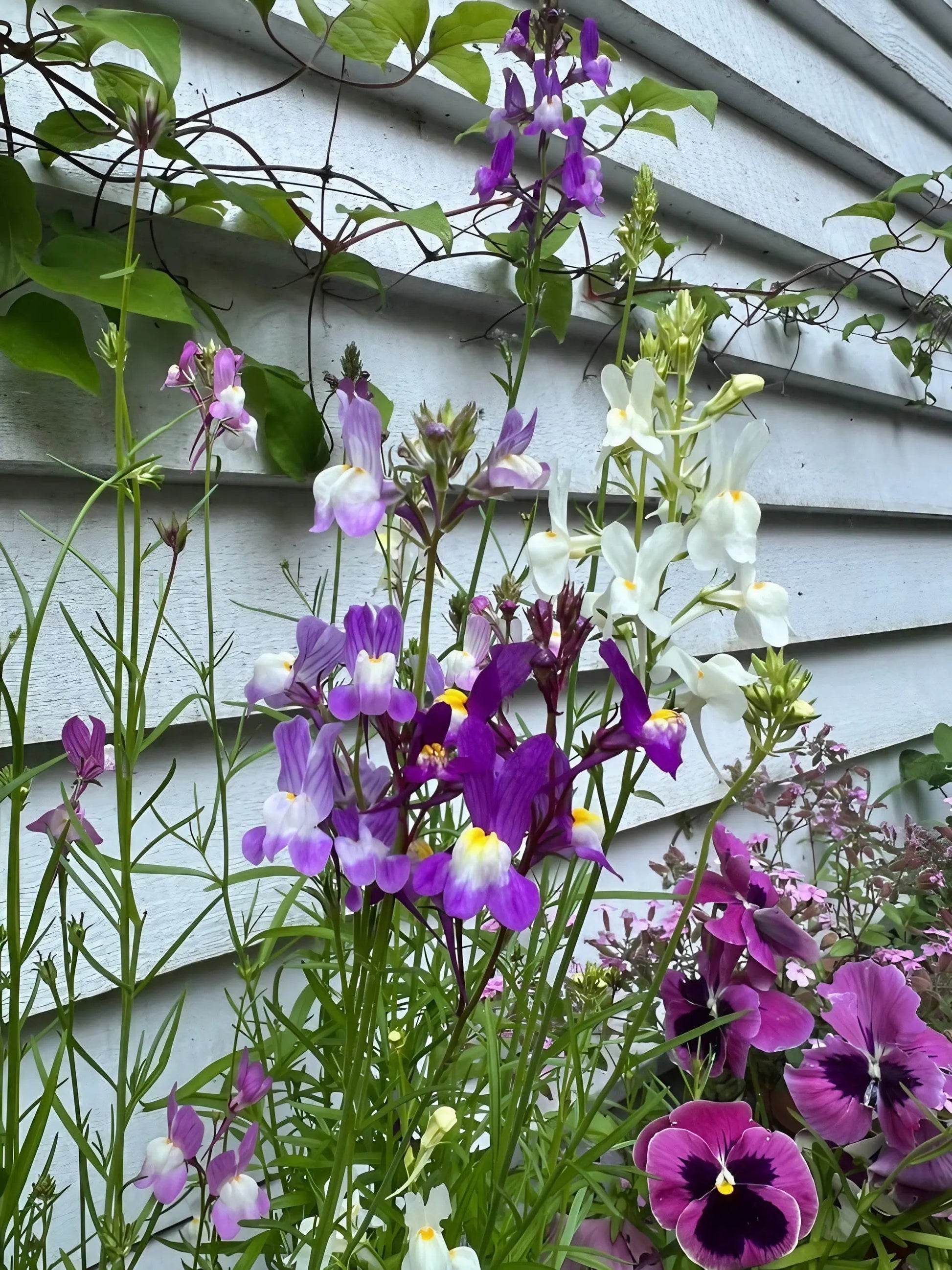 Linaria Fairy Bouquet Mix - REGN