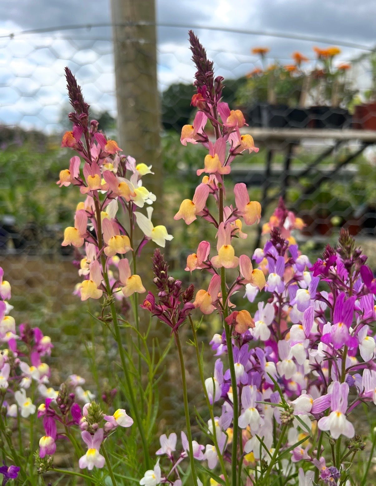 Linaria Fairy Bouquet Mix - REGN