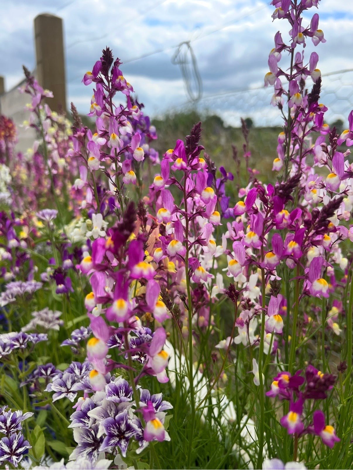 Linaria Fairy Bouquet Mix - REGN