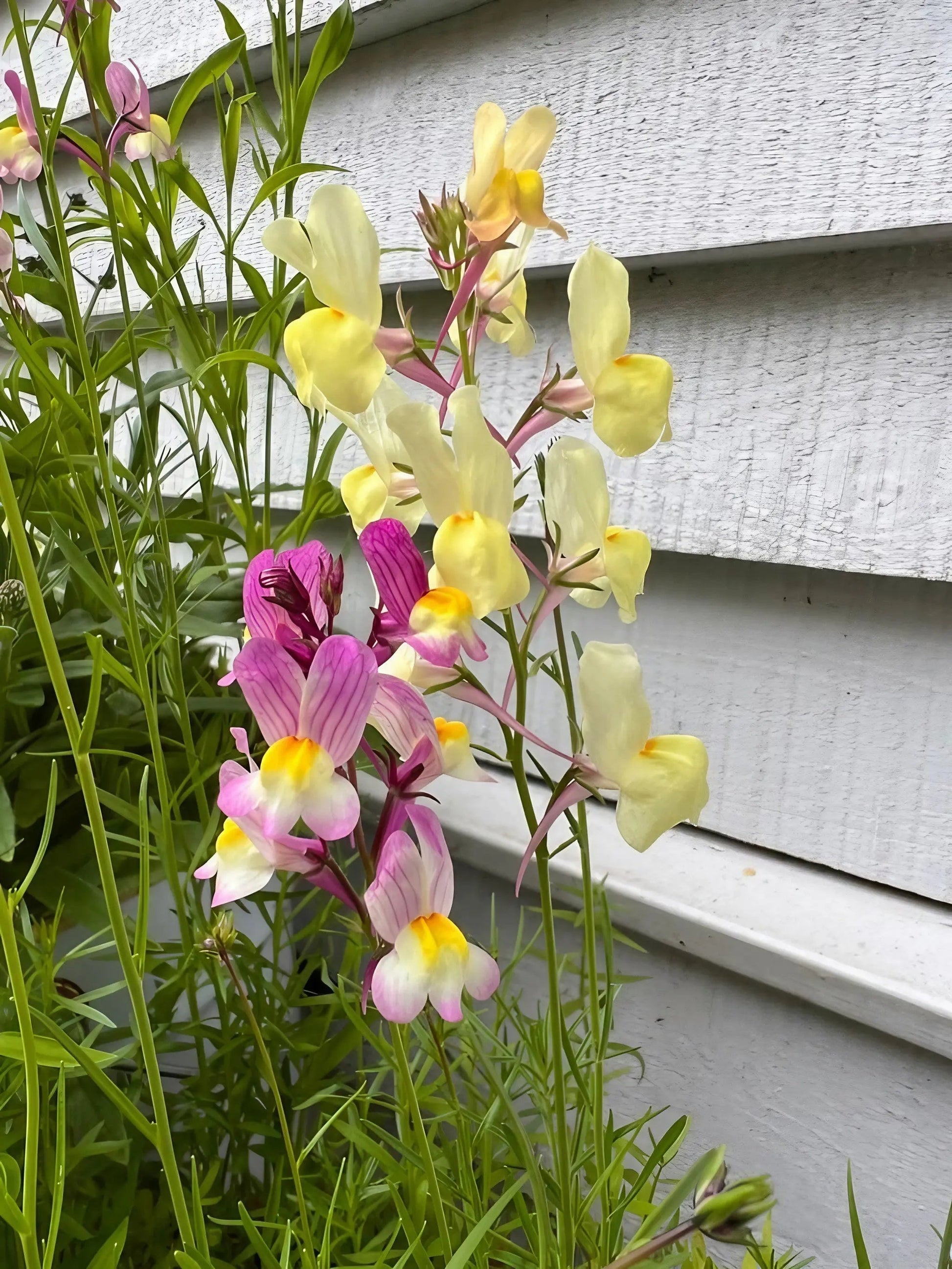 Linaria Fairy Bouquet Mix - REGN