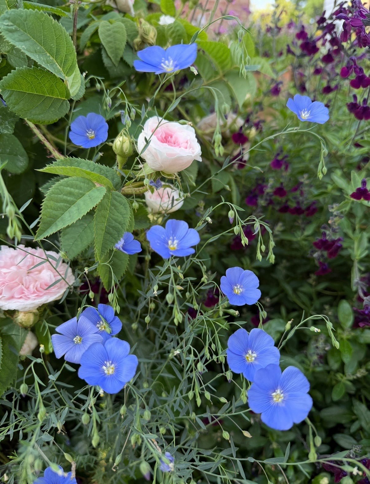 Linum Blue Flax - REGN