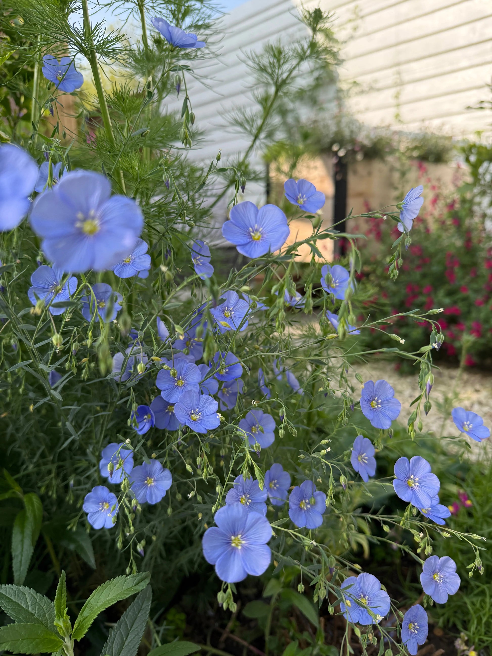 Linum Blue Flax - REGN